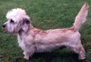 Photo: Dandie dinmont terrier (Dog standard)