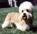 Photo: Dandie dinmont terrier (Dog standard)