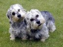 Photos: Dandie dinmont terrier (Dog standard) (pictures, images)