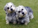 Photo: Dandie dinmont terrier (Dog standard)