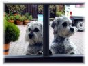 Photos: Dandie dinmont terrier (Dog standard) (pictures, images)