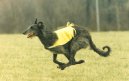 Photo: Scottish deerhound (Dog standard)