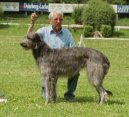 Photo: Scottish deerhound (Dog standard)