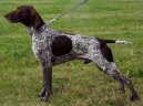 Photos: Deutsch drahthaar (Dog standard) (pictures, images)