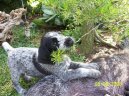 Photos: Deutsch drahthaar (Dog standard) (pictures, images)