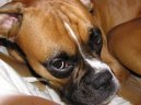 Photos: Deutscher boxer (Dog standard) (pictures, images)