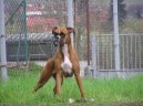 Photos: Deutscher boxer (Dog standard) (pictures, images)