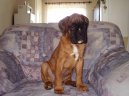 Photos: Deutscher boxer (Dog standard) (pictures, images)
