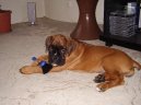 Photos: Deutscher boxer (Dog standard) (pictures, images)