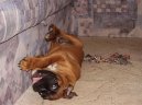 Photos: Deutscher boxer (Dog standard) (pictures, images)