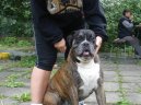 Photos: Deutscher boxer (Dog standard) (pictures, images)