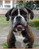 Photos: Deutscher boxer (Dog standard) (pictures, images)