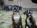 Photos: Deutscher boxer (Dog standard) (pictures, images)