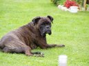Photos: Deutscher boxer (Dog standard) (pictures, images)