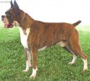 Photos: Deutscher boxer (Dog standard) (pictures, images)