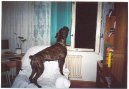 Photos: Deutscher boxer (Dog standard) (pictures, images)