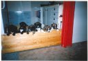 Photos: Deutscher boxer (Dog standard) (pictures, images)