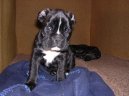 Photos: Deutscher boxer (Dog standard) (pictures, images)