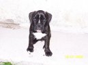 Photos: Deutscher boxer (Dog standard) (pictures, images)