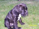 Photos: Deutscher boxer (Dog standard) (pictures, images)