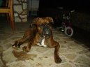 Photos: Deutscher boxer (Dog standard) (pictures, images)