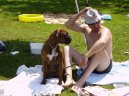 Photos: Deutscher boxer (Dog standard) (pictures, images)