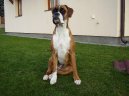 Photos: Deutscher boxer (Dog standard) (pictures, images)