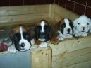 Photos: Deutscher boxer (Dog standard) (pictures, images)