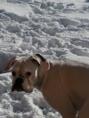 Photos: Deutscher boxer (Dog standard) (pictures, images)