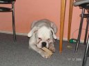 Photos: Deutscher boxer (Dog standard) (pictures, images)