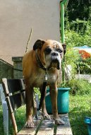 Photo: Deutscher boxer (Dog standard)