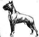 Photos: Deutscher boxer (Dog standard) (pictures, images)