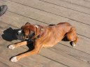 Photos: Deutscher boxer (Dog standard) (pictures, images)