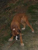 Photos: Deutscher boxer (Dog standard) (pictures, images)