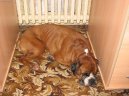 Photos: Deutscher boxer (Dog standard) (pictures, images)