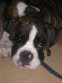 Photos: Deutscher boxer (Dog standard) (pictures, images)