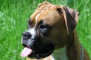 Photos: Deutscher boxer (Dog standard) (pictures, images)