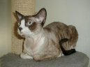 Photos: Devon Rex (Cat) (pictures, images)