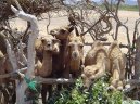 Photos: Djibouti (pictures, images)