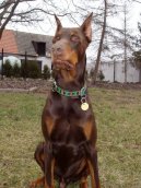 Photos: Dobermann (Dog standard) (pictures, images)