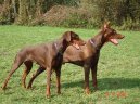 Photos: Dobermann (Dog standard) (pictures, images)