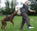 Photos: Dobermann (Dog standard) (pictures, images)