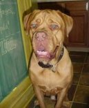 Photos: Dogue de Bordeaux (Dog standard) (pictures, images)