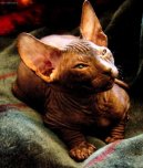 Photos: Donskoy sphynx (Cat) (pictures, images)