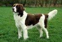 Photo: Drentsche partridge dog (Dog standard)