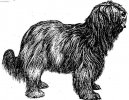 Photo: Dutch schapendoes (Dog standard)