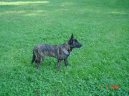 Photos: Dutch shepherd dog (Dog standard) (pictures, images)