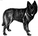 Photos: Dutch shepherd dog (Dog standard) (pictures, images)