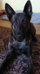 Photos: Dutch shepherd dog (Dog standard) (pictures, images)