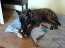 Photo: Dutch shepherd dog (Dog standard)